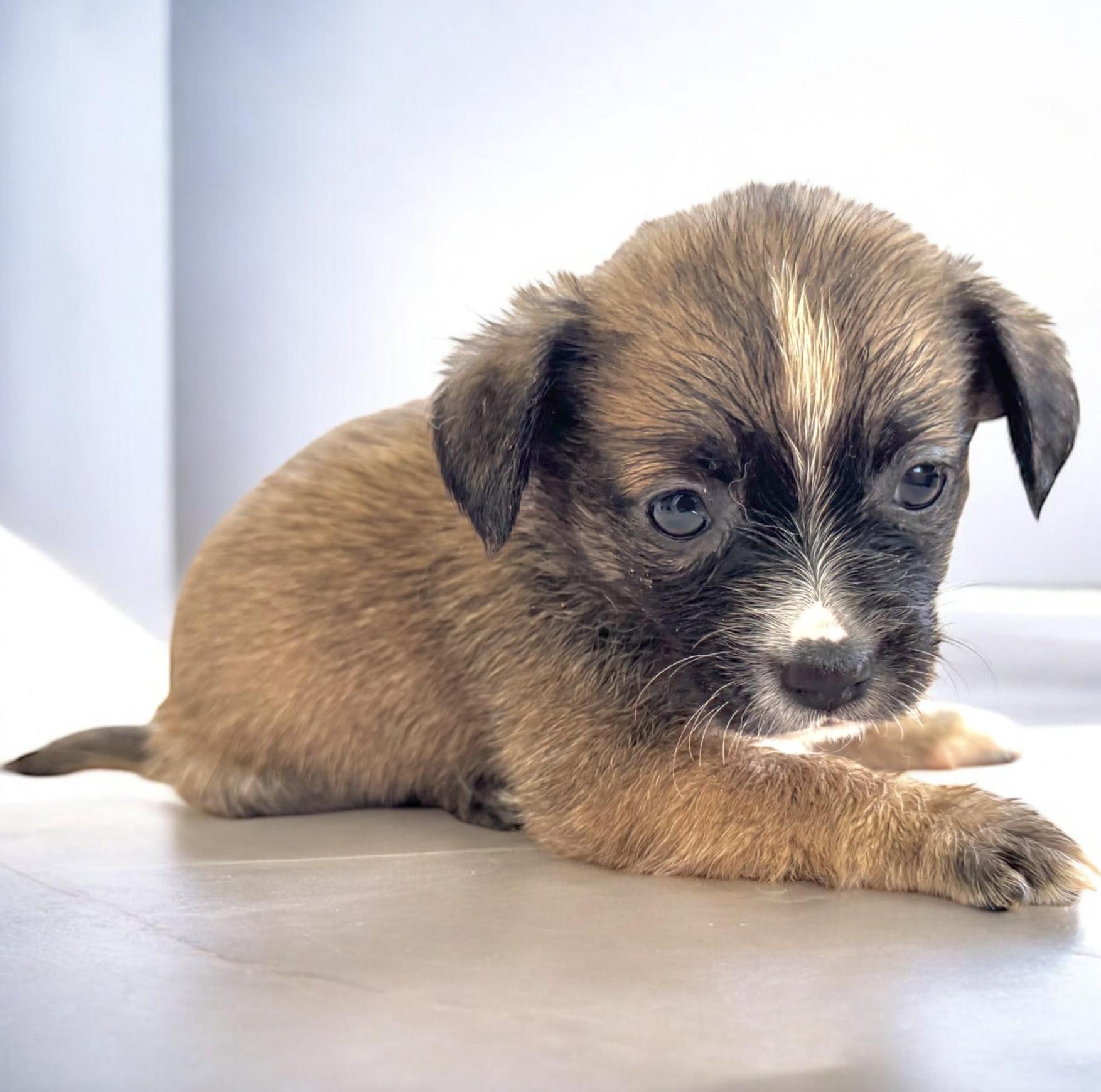 Rosalie, an adopted mixed breed in Latham, NY image 3/6