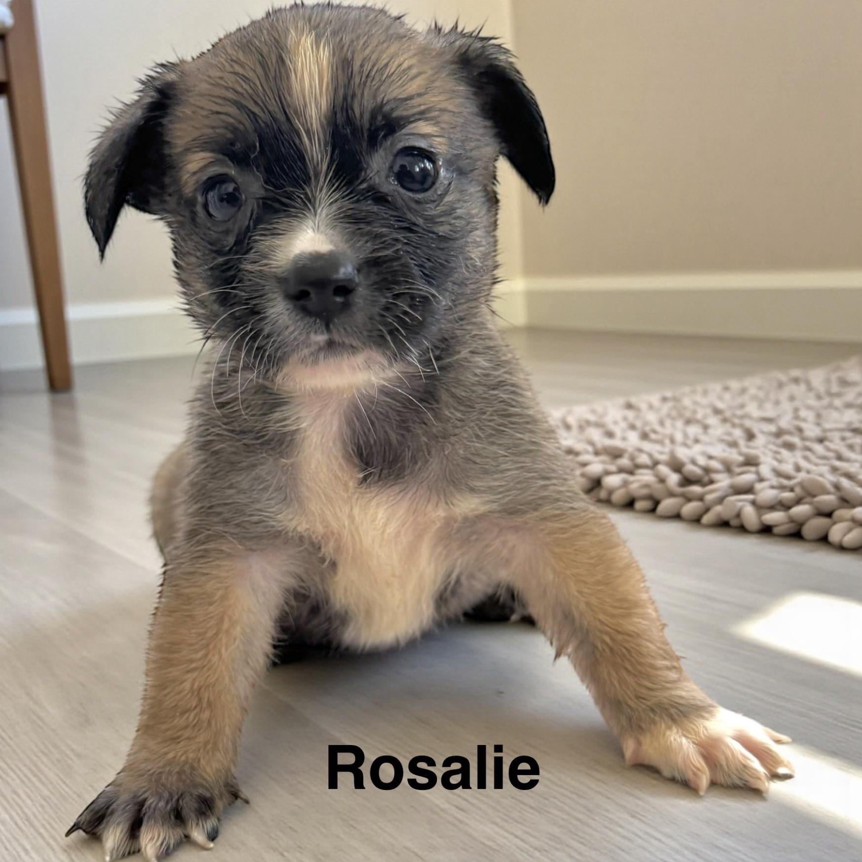 Rosalie, adopted, Puppy Female Chihuahua.