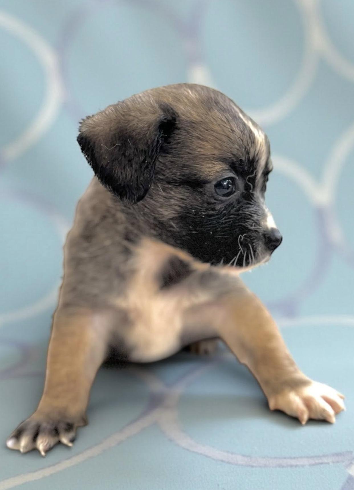 Rosalie, an adopted mixed breed in Latham, NY image 6/6