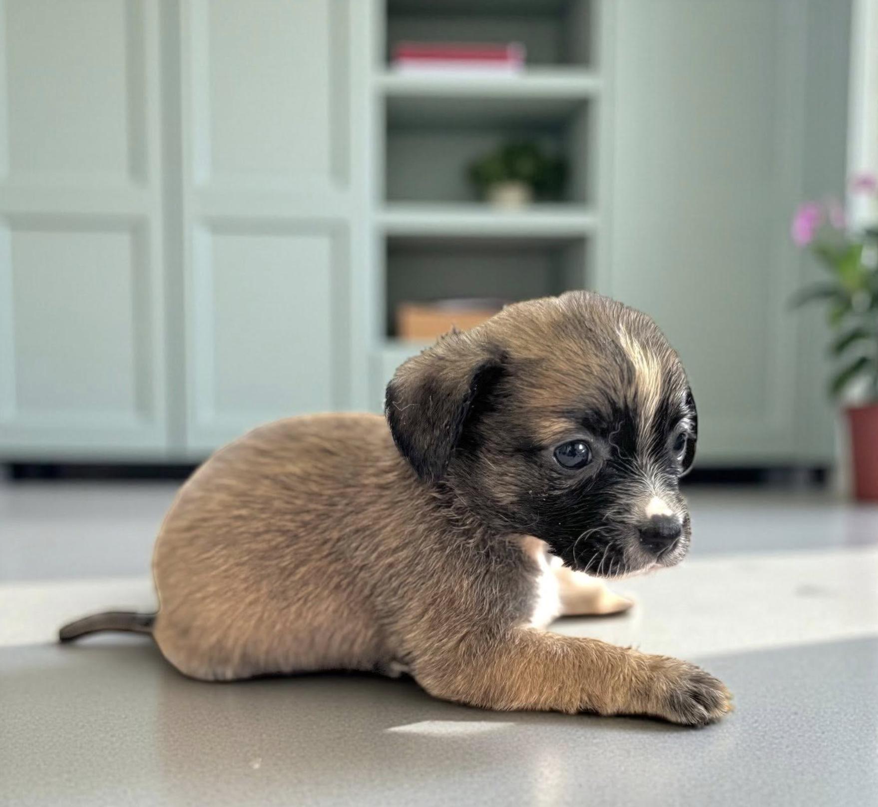 Rosalie, an adopted mixed breed in Latham, NY image 5/6