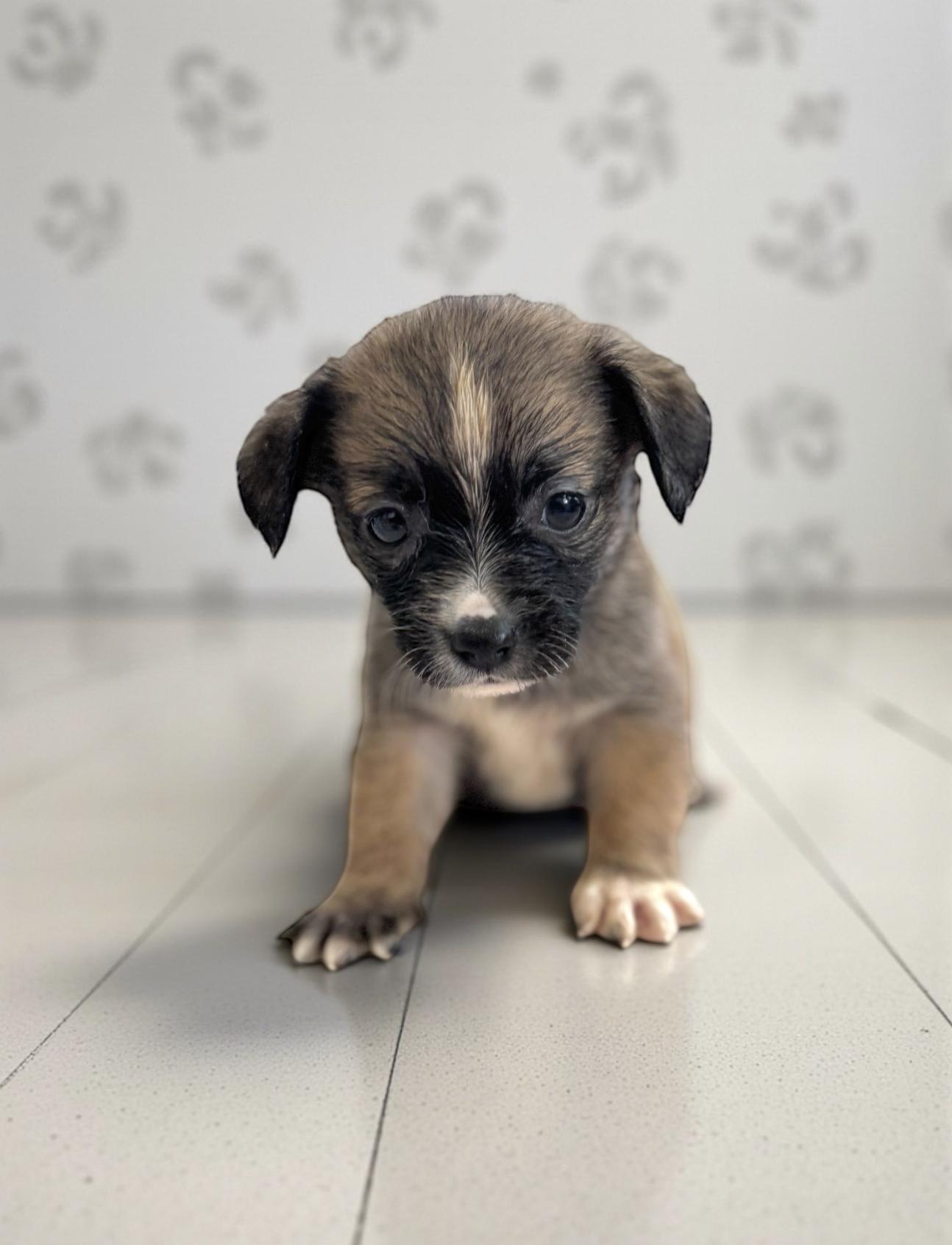 Rosalie, an adopted mixed breed in Latham, NY image 4/6