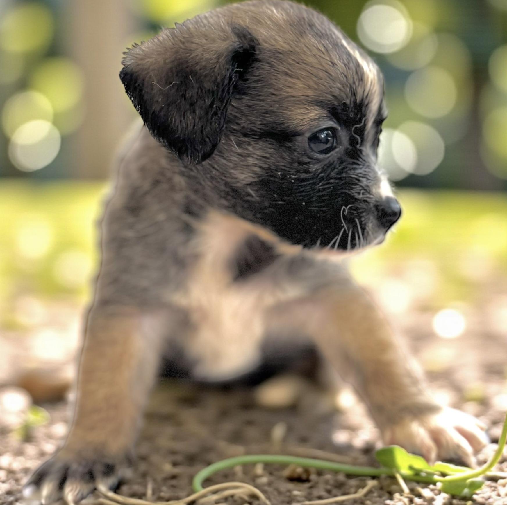 Rosalie, an adopted mixed breed in Latham, NY image 2/6
