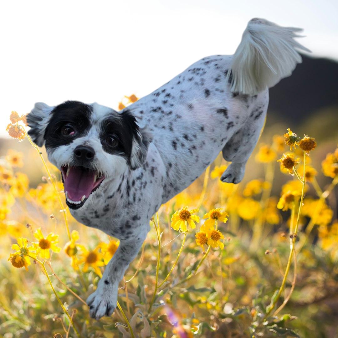 Shaggy, a Adoptable Jack Russell Terrier in Selma, CA image 1/4