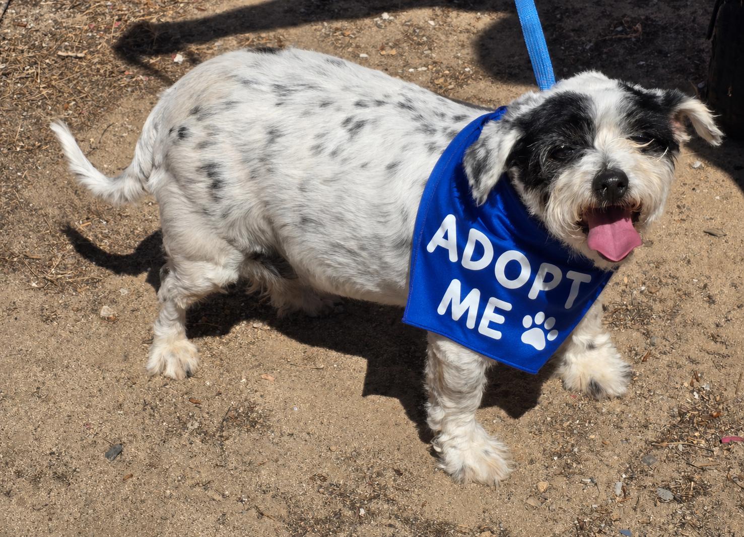 Shaggy, Adoptable, Adult Male Jack Russell Terrier.