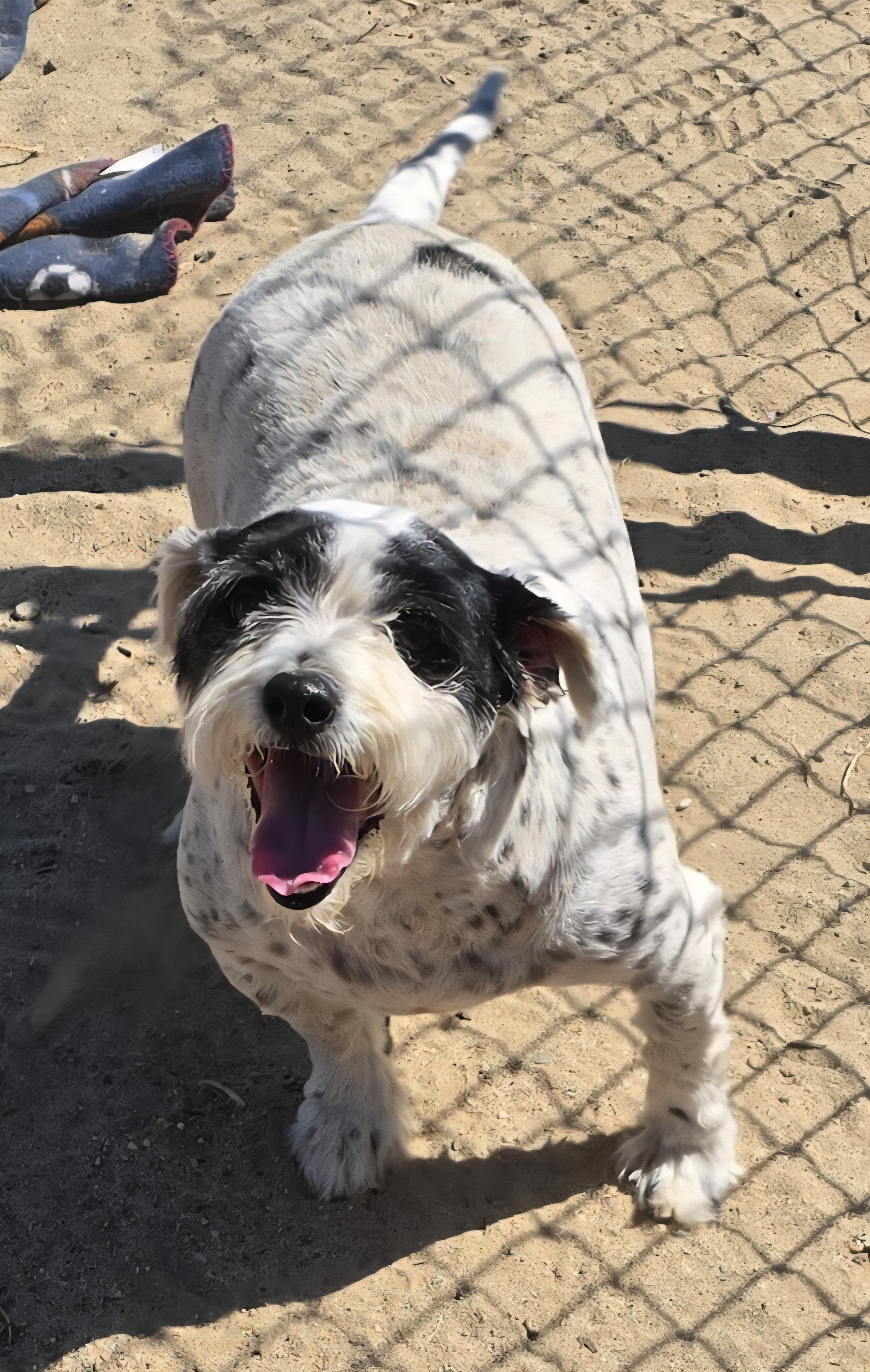 Enlarge Shaggy, a Adoptable Jack Russell Terrier in Selma, CA image 6/6