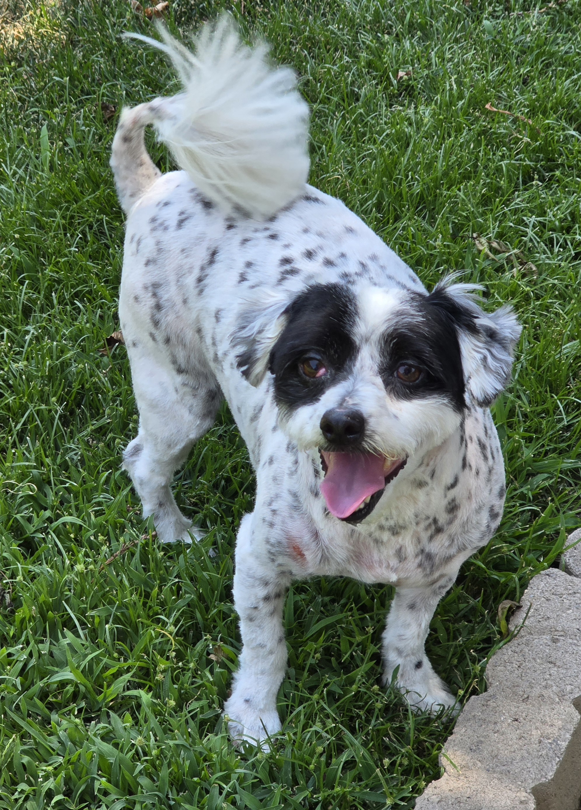 Shaggy, a Adoptable Jack Russell Terrier in Selma, CA image 2/4