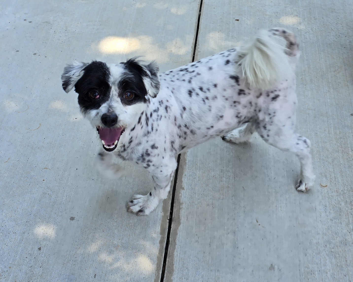 Shaggy, a Adoptable Jack Russell Terrier in Selma, CA image 3/4