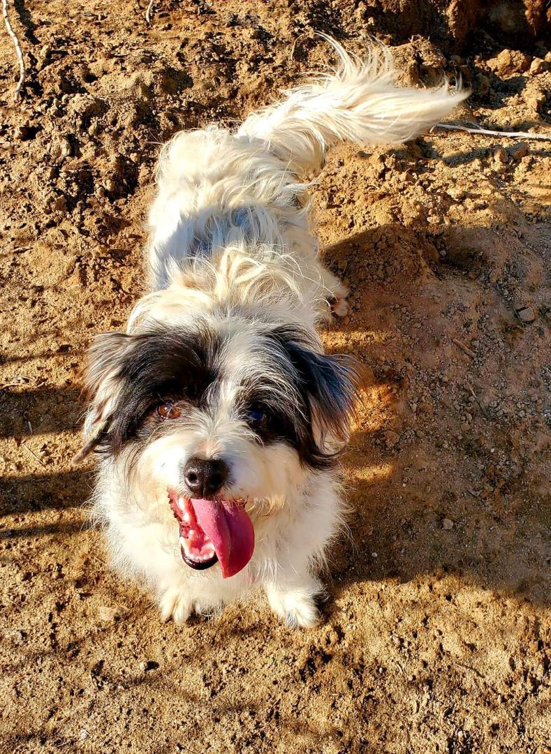 Shaggy, a Adoptable Jack Russell Terrier in Selma, CA image 4/4