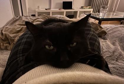 Enlarge Fitz, a Adoptable mixed breed in Montreal, QC image 2/3