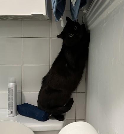 Fitz, Adoptable, Adult Male Domestic Medium Hair & Domestic Short Hair.