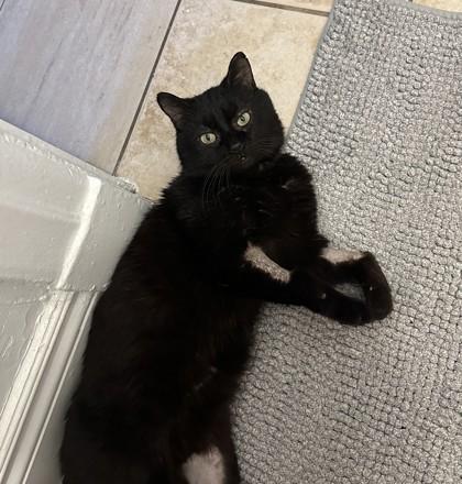 Fitz, a Adoptable mixed breed in Montreal, QC image 1/3