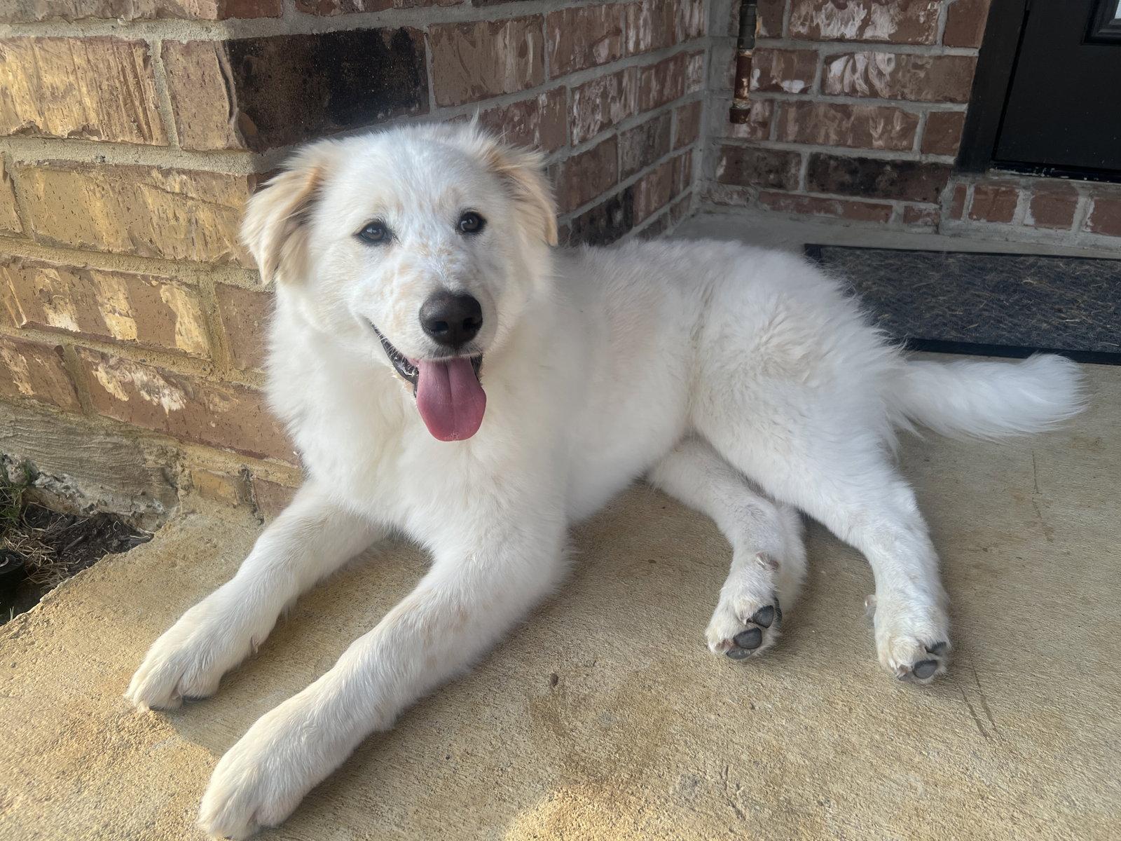 Enlarge Waylon, a Adopted mixed breed in Garland, TX image 2/3