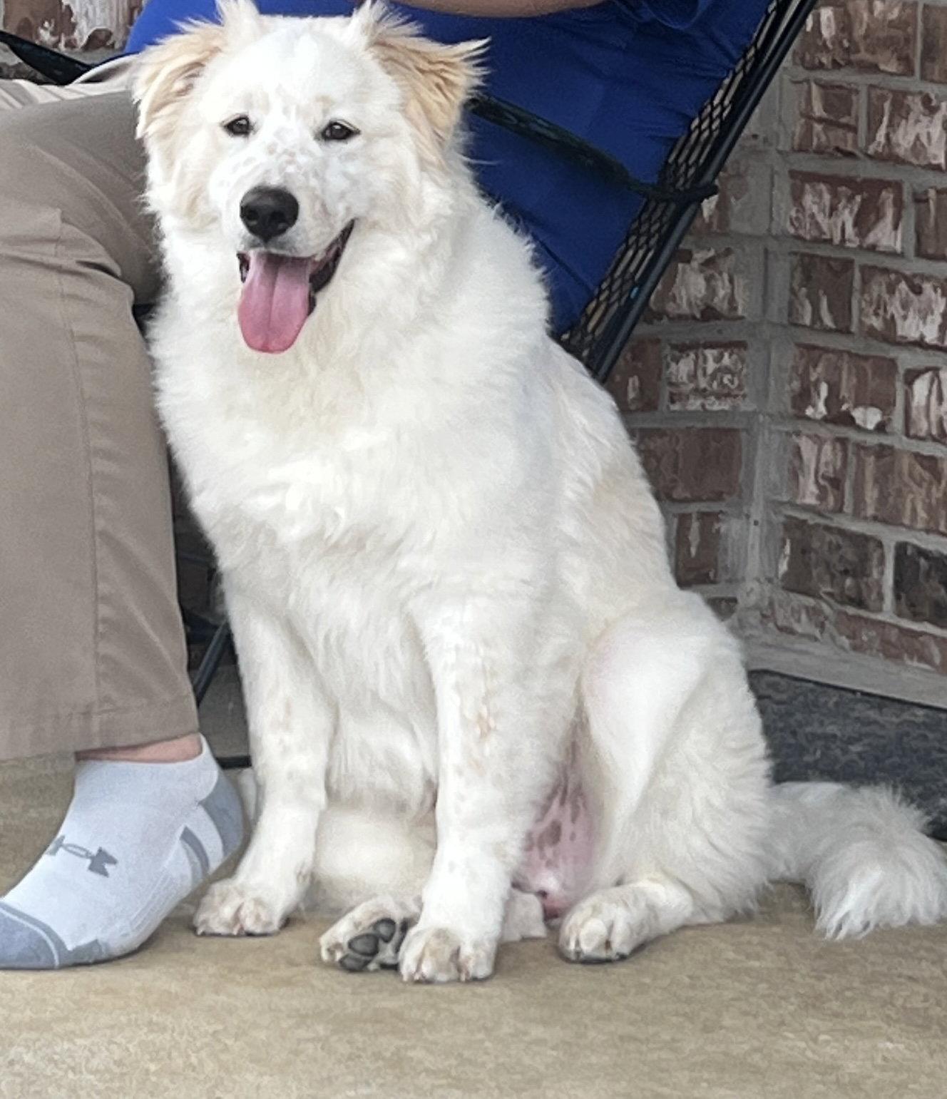 Enlarge Waylon, a Adopted mixed breed in Garland, TX image 3/3