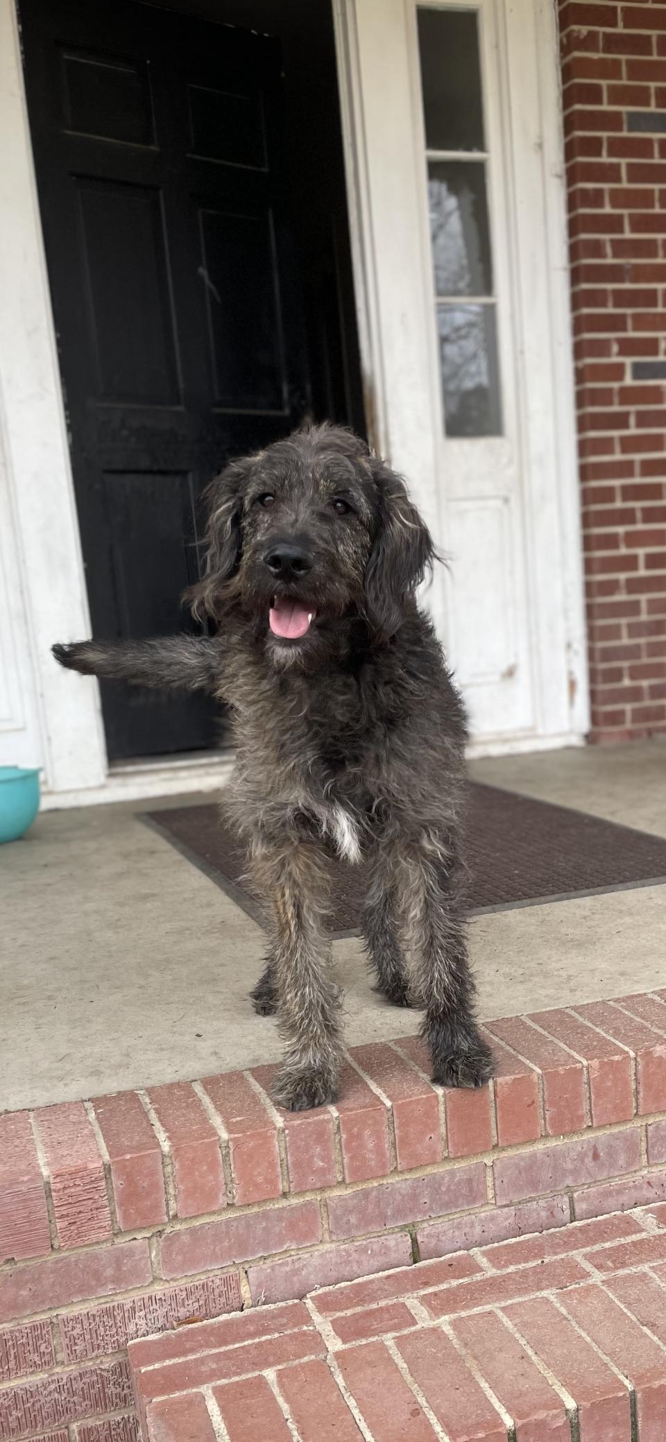 Scruffy , an adopted Labradoodle in Totowa, NJ image 1/3