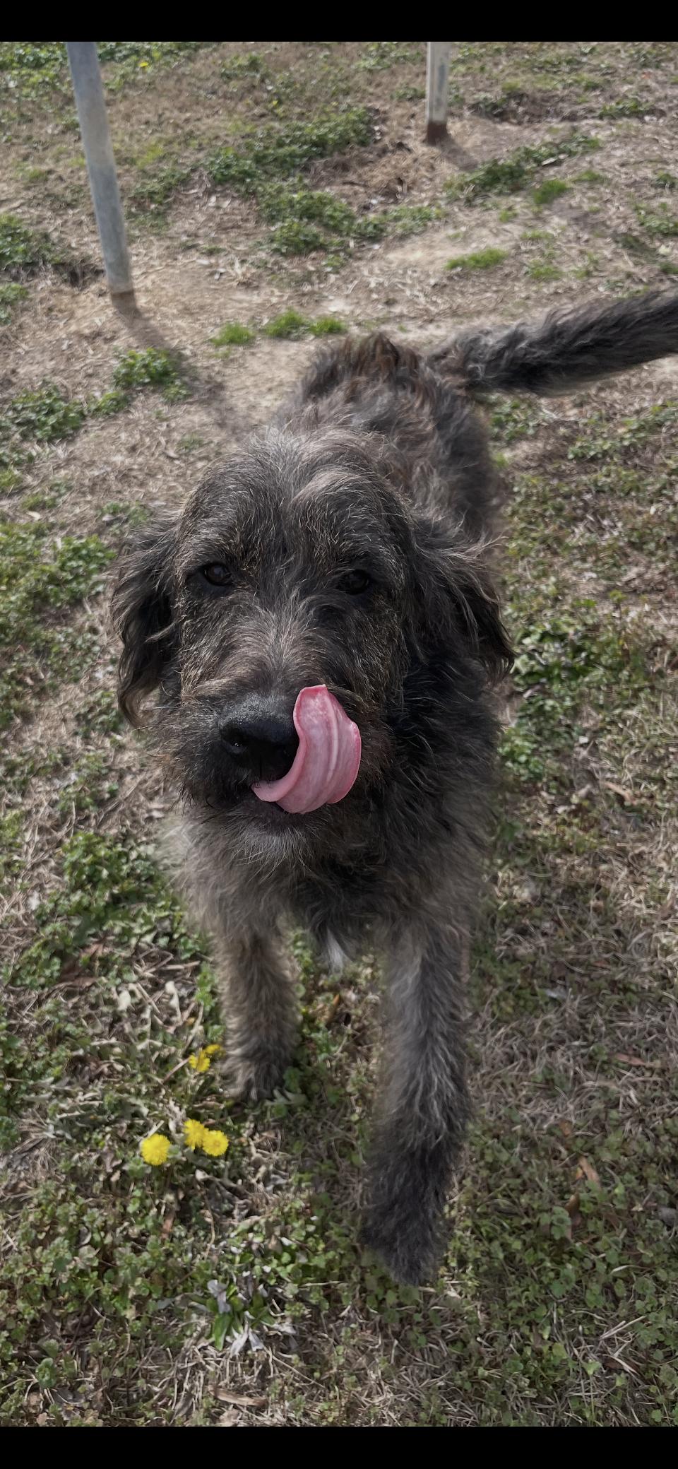Scruffy , an adopted Labradoodle in Totowa, NJ image 3/3