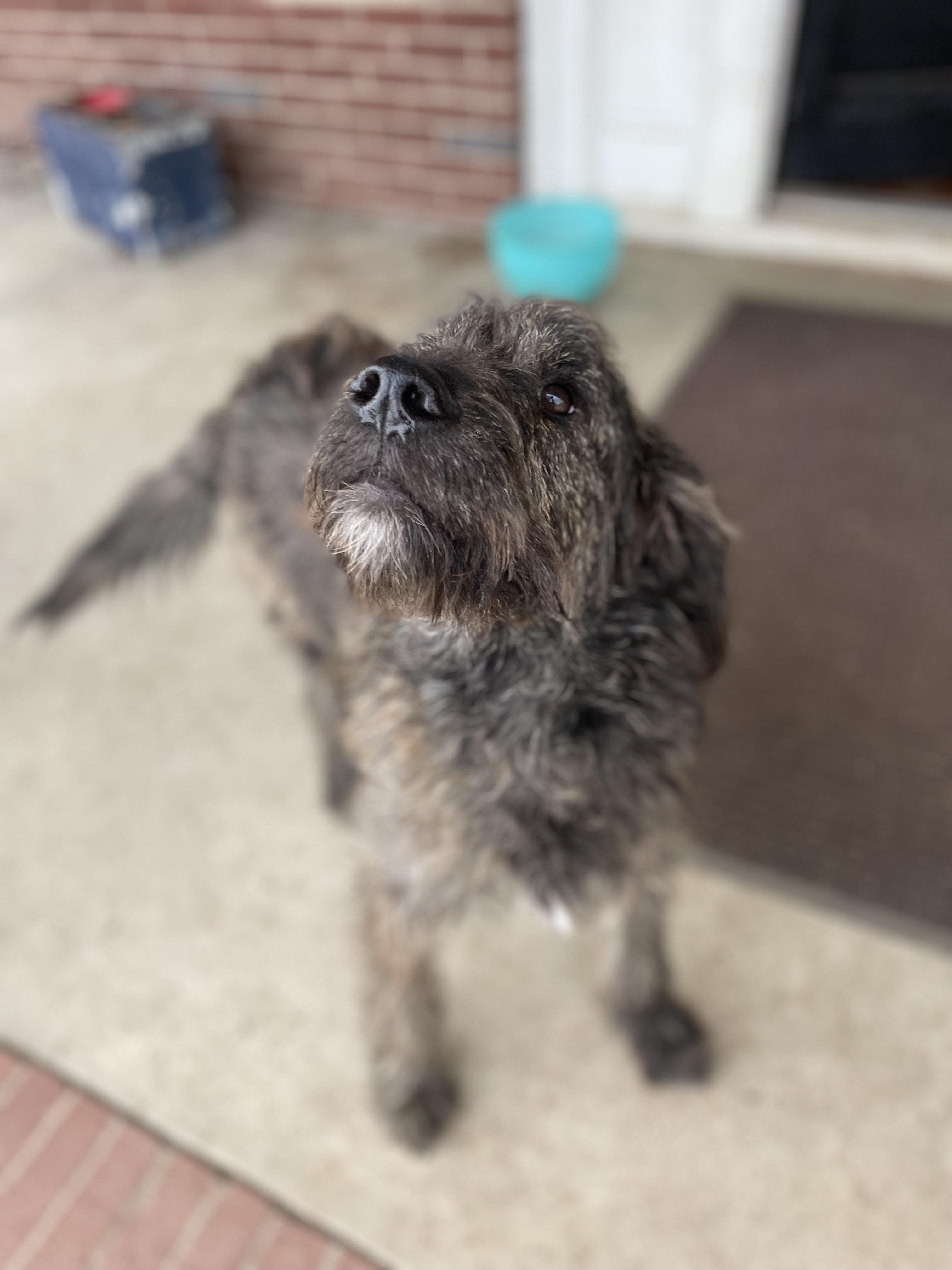 Scruffy , an adopted Labradoodle in Totowa, NJ image 2/3