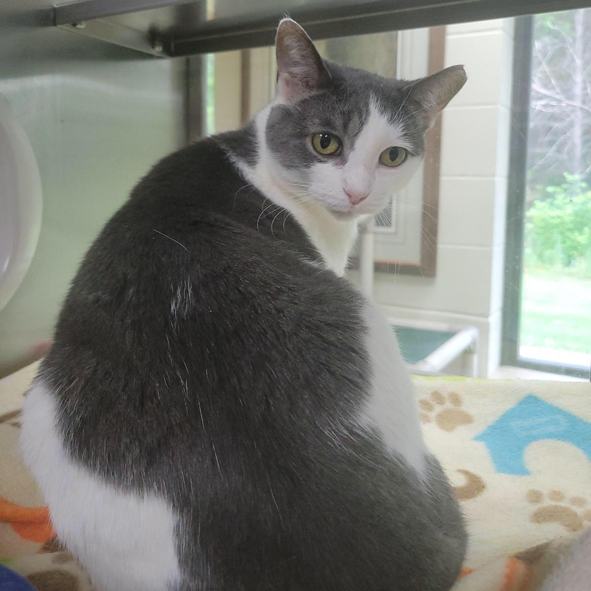 Boots, Adoptable, Adult Female Domestic Short Hair.