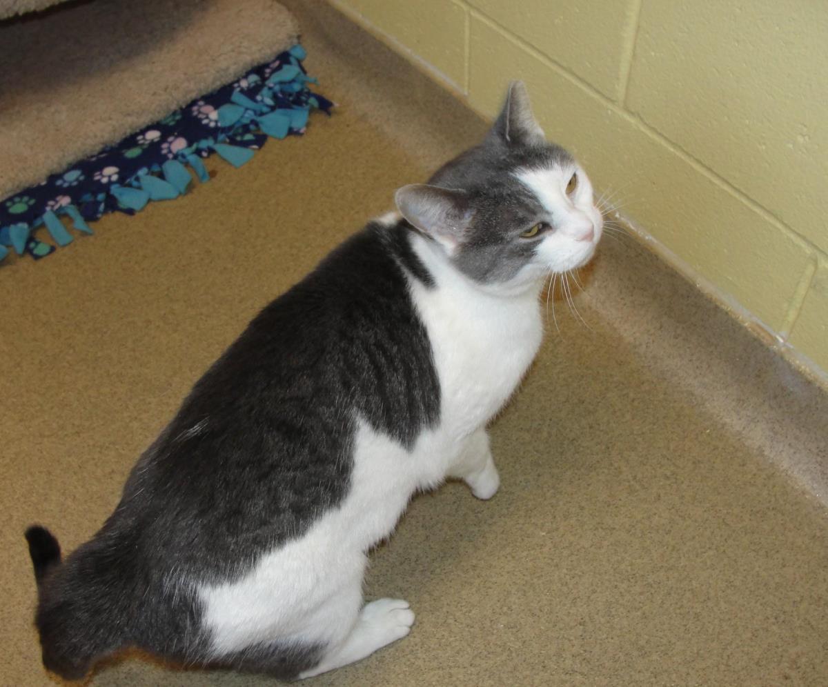 Boots, Adoptable, Adult Female Domestic Short Hair.