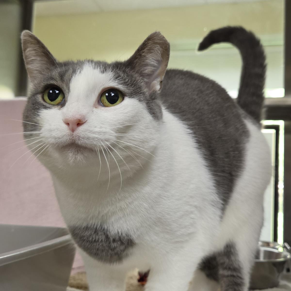 Enlarge Boots, a Adoptable Domestic Short Hair in Plover, WI image 2/3