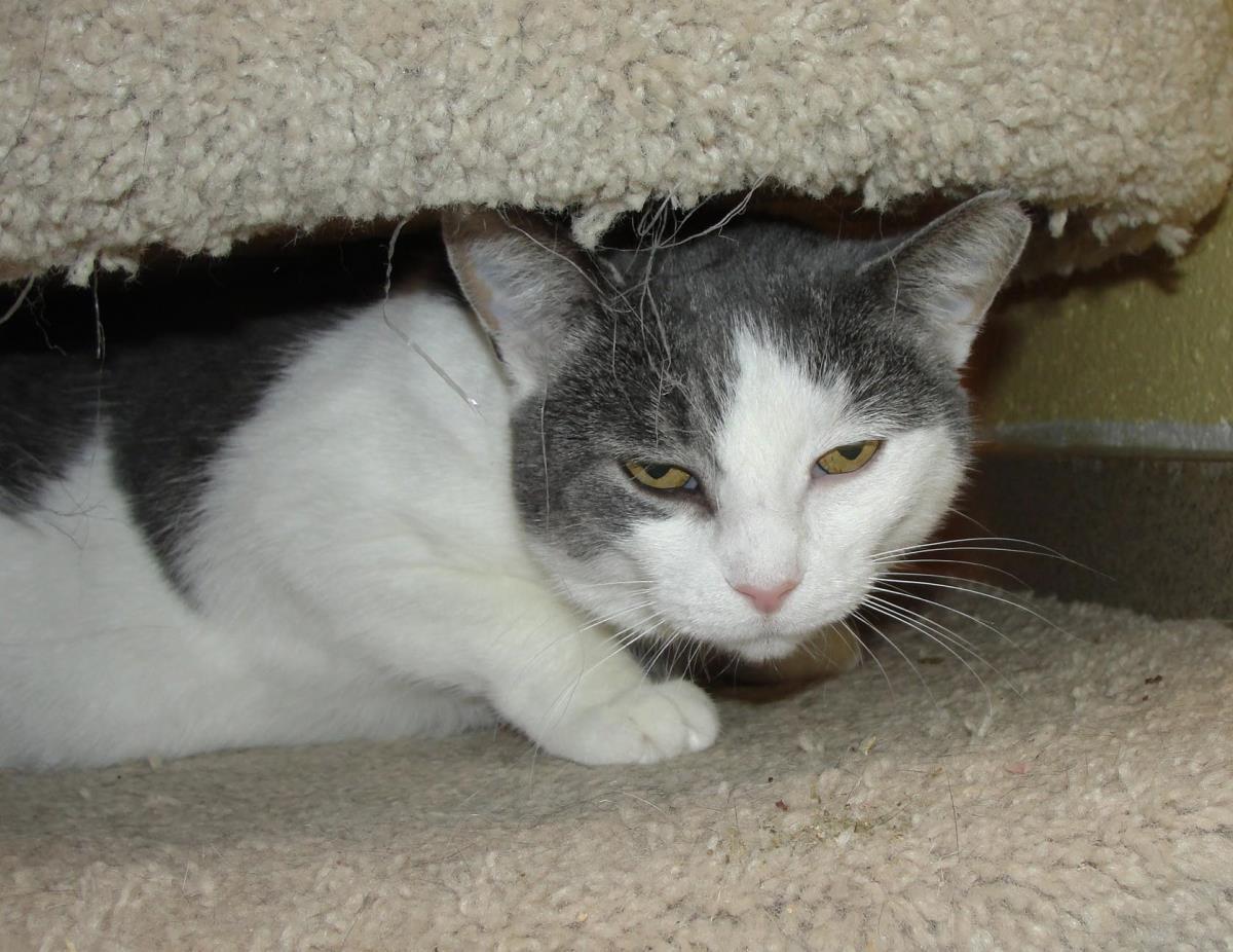 Enlarge Boots, a Adoptable Domestic Short Hair in Plover, WI image 2/3