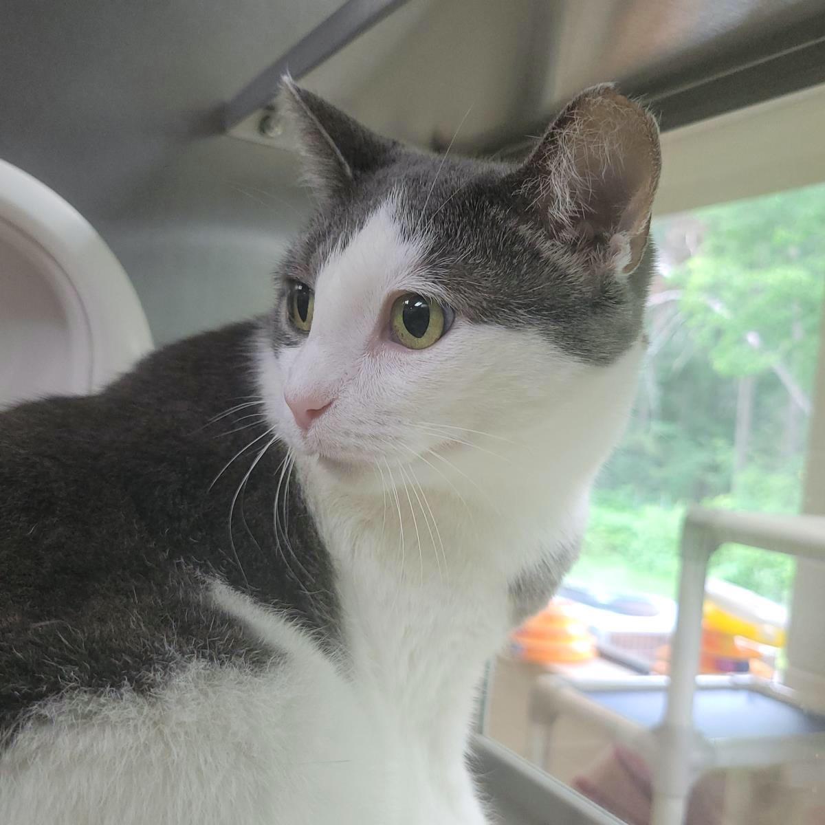 Enlarge Boots, a Adoptable Domestic Short Hair in Plover, WI image 3/3