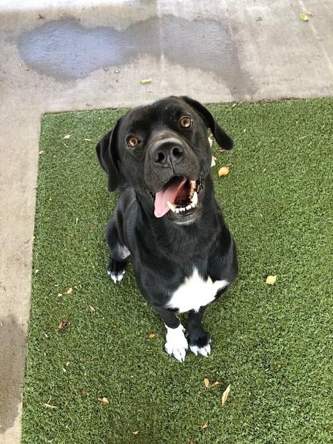 Festus, a ADOPTABLE Labrador Retriever in Fayetteville, AR image 2/4