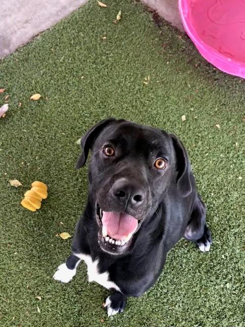 Festus, a ADOPTABLE Labrador Retriever in Fayetteville, AR image 3/4