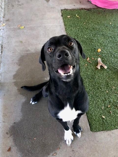 Festus, a ADOPTABLE Labrador Retriever in Fayetteville, AR image 1/4