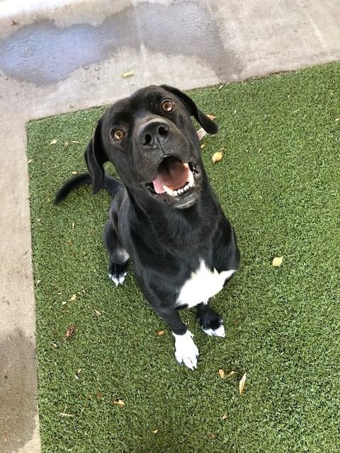 Festus, a ADOPTABLE Labrador Retriever in Fayetteville, AR image 4/4