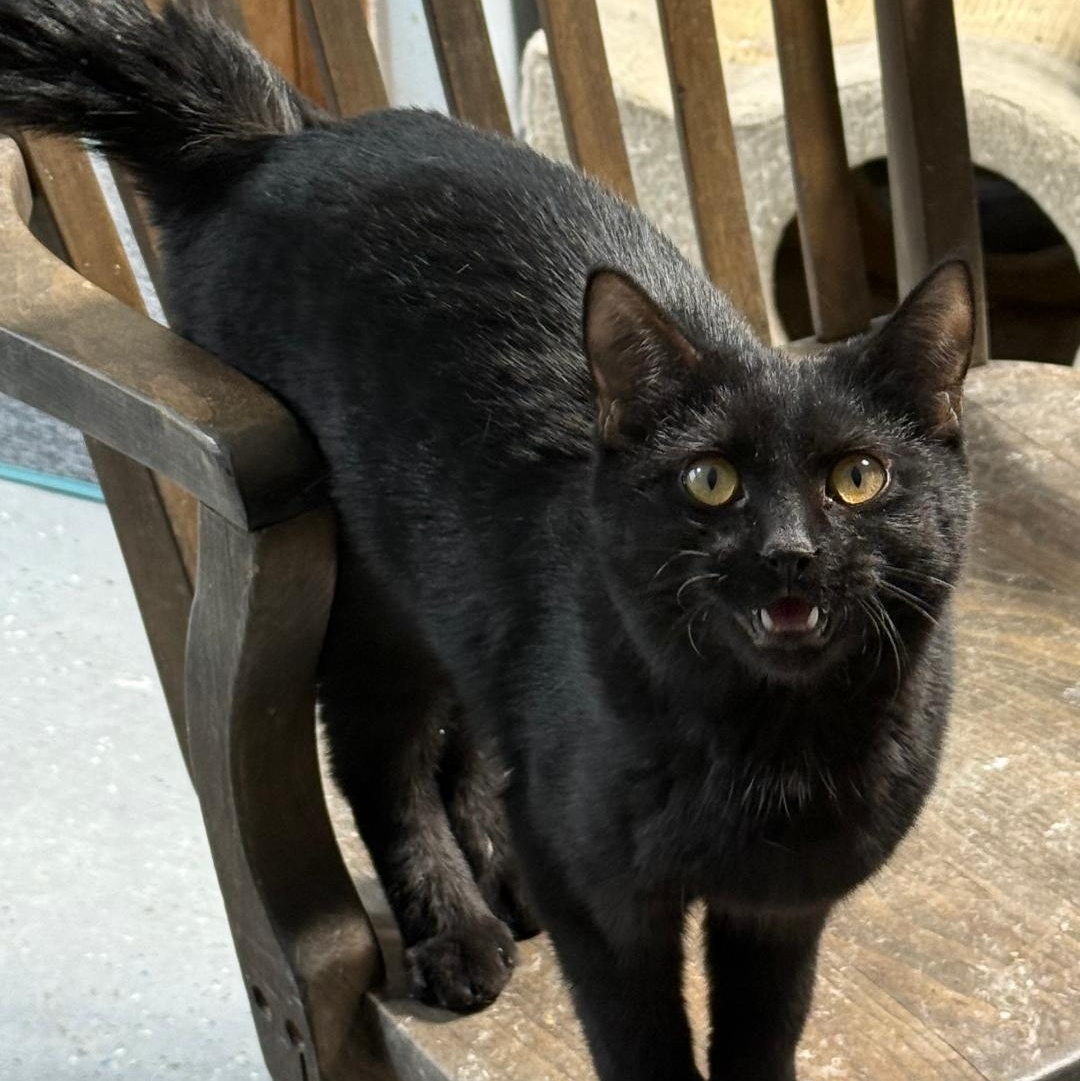 ONYX, ADOPTABLE, Young Female Domestic Short Hair.