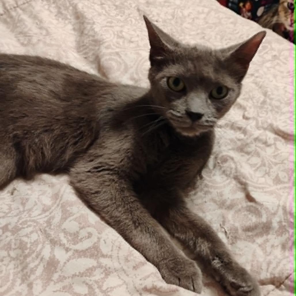 Jack Jack, a Adoptable Domestic Short Hair in Bentonville, AR image 1/2