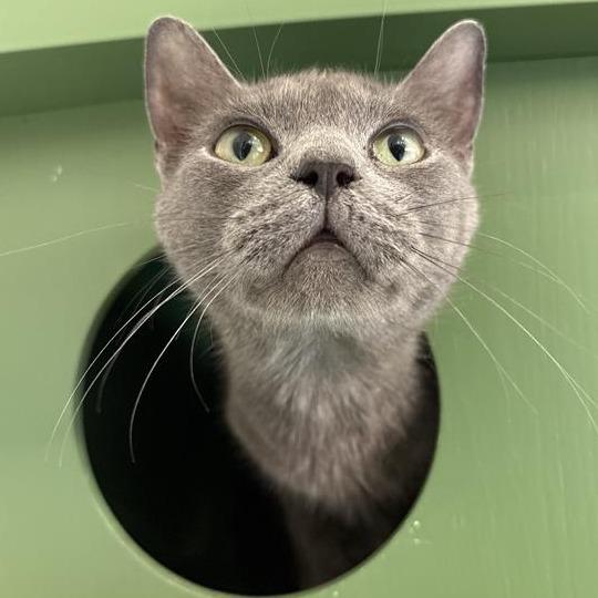 Jack Jack, a Adoptable Domestic Short Hair in Bentonville, AR image 2/2