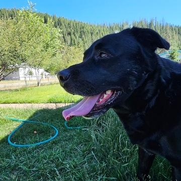 Enlarge Hudsen, an adopted mixed breed in Kellogg, ID image 1/3