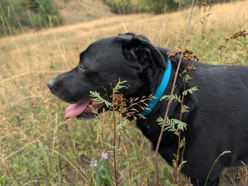 Hudsen, Adoptable, Adult Male Black Labrador Retriever.