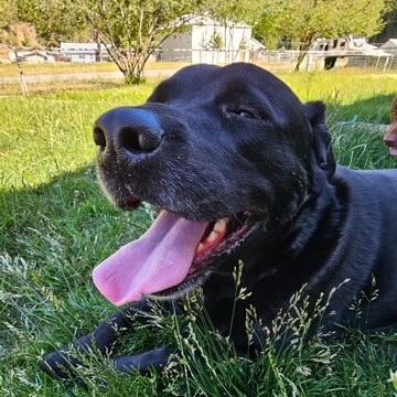 Enlarge Hudsen, an adopted mixed breed in Kellogg, ID image 2/3