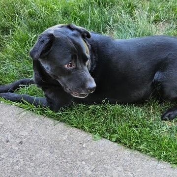 Enlarge Hudsen, an adopted mixed breed in Kellogg, ID image 3/3
