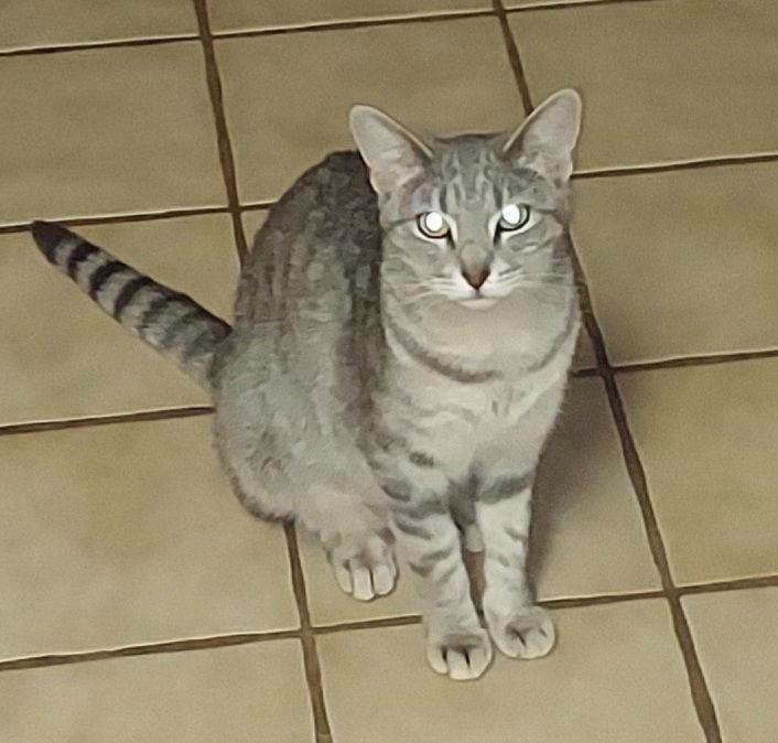 Enlarge MARTI, a Adoptable Domestic Medium Hair in San Antonio, TX image 1/6