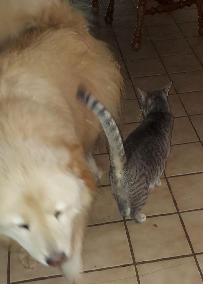 Enlarge MARTI, a Adoptable Domestic Medium Hair in San Antonio, TX image 2/6