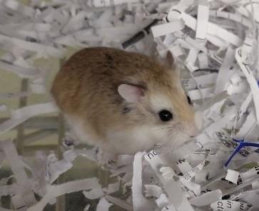 Slightly, Adoptable, Baby Male Hamster.