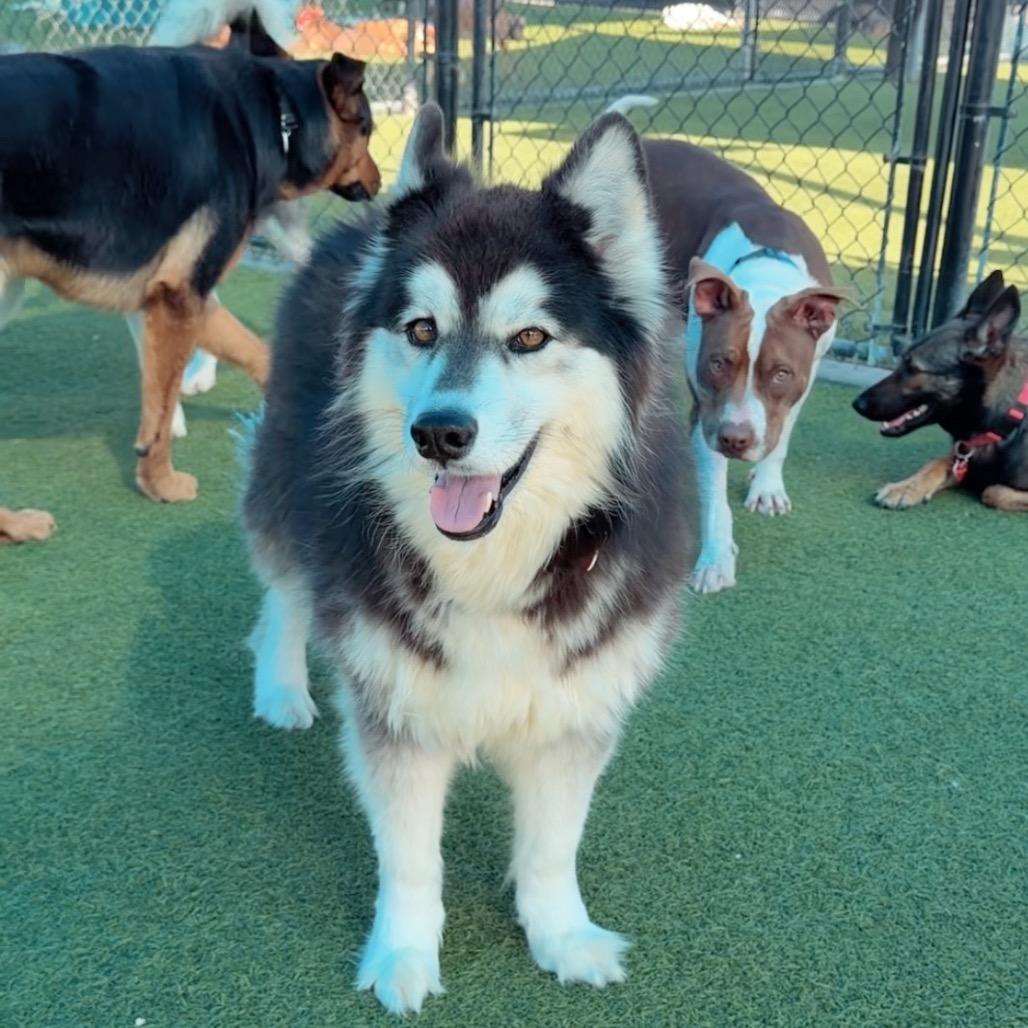 Melody A2070228, Adoptable, Adult Female Siberian Husky.