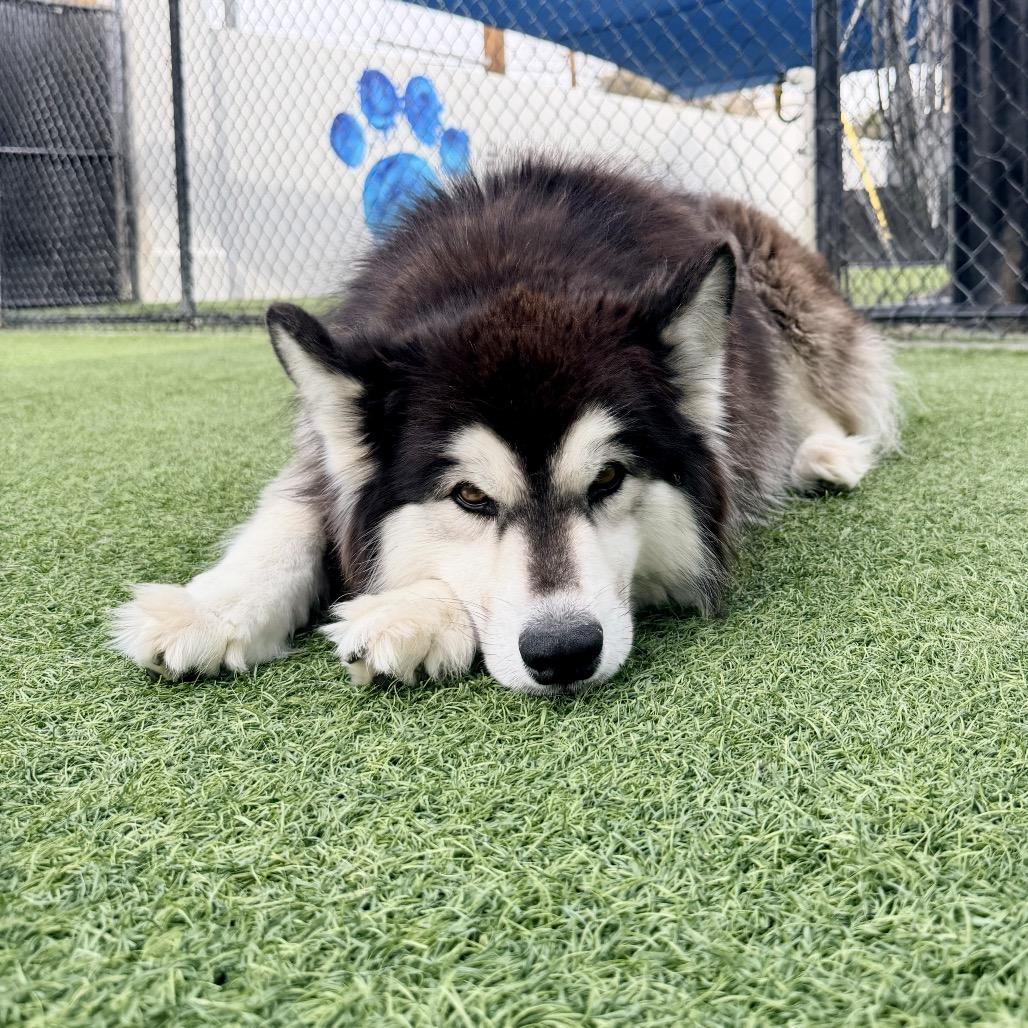 Melody A2070228, a Adoptable mixed breed in Mission Hills, CA image 3/5