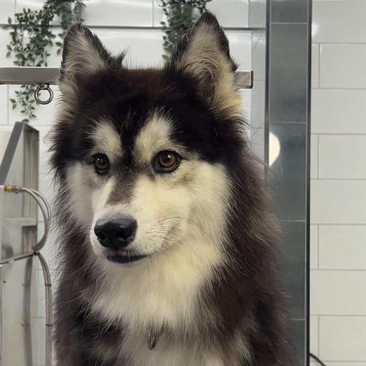 Enlarge Melody A2070228, a Adoptable mixed breed in Mission Hills, CA image 4/6