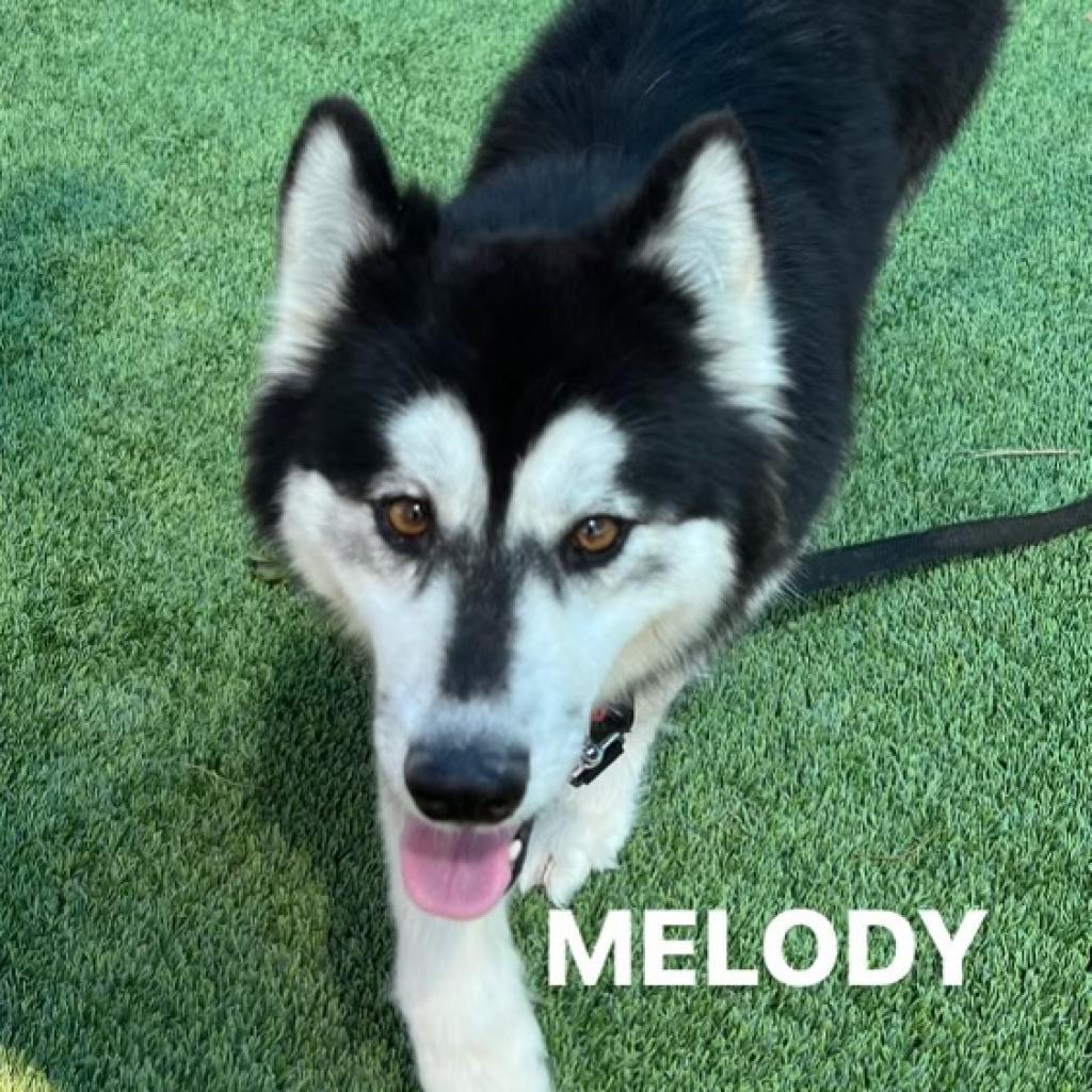 Enlarge Melody A2070228, a Adoptable mixed breed in Mission Hills, CA image 2/3