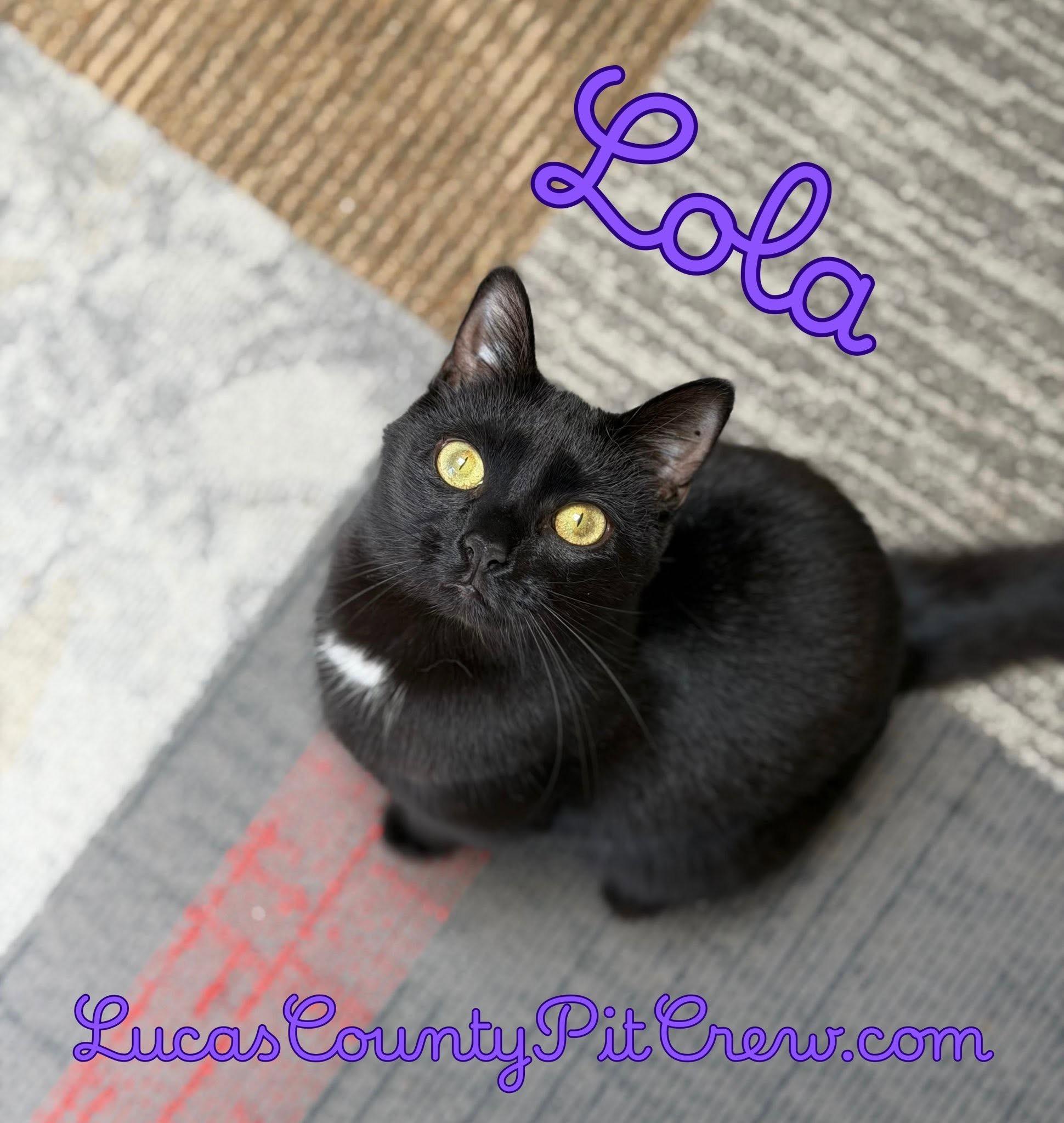 Enlarge Lola, a Adoptable mixed breed in Toledo, OH image 1/1
