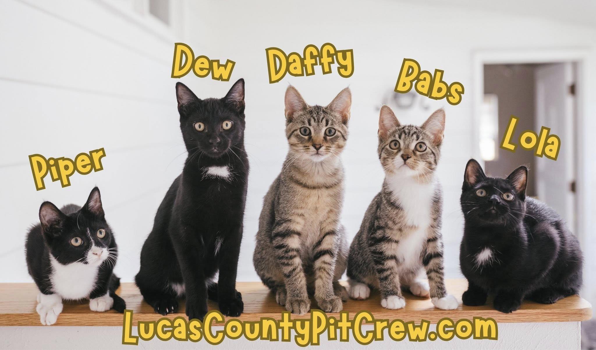 Enlarge Lola, a Adoptable mixed breed in Toledo, OH image 2/2