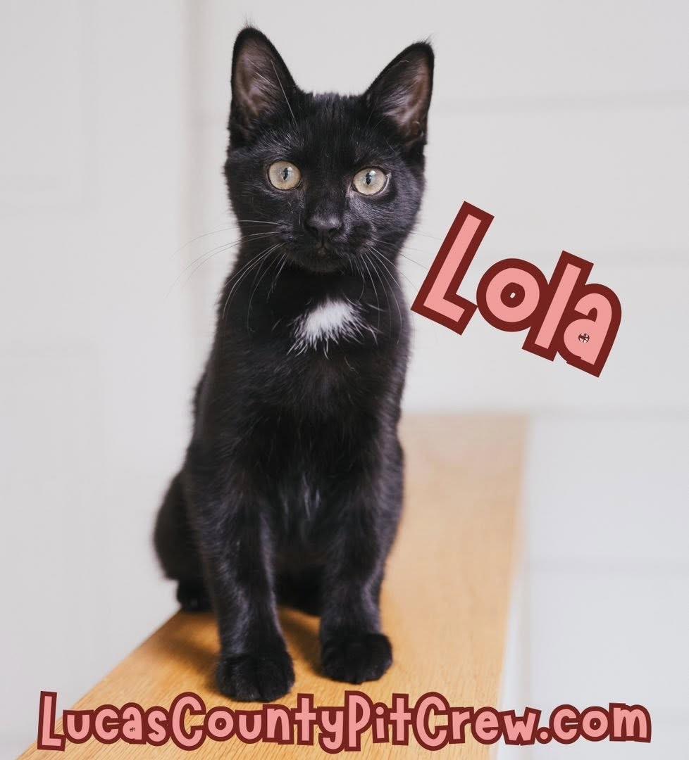 Lola, Adoptable, Young Female American Shorthair & Domestic Short Hair.