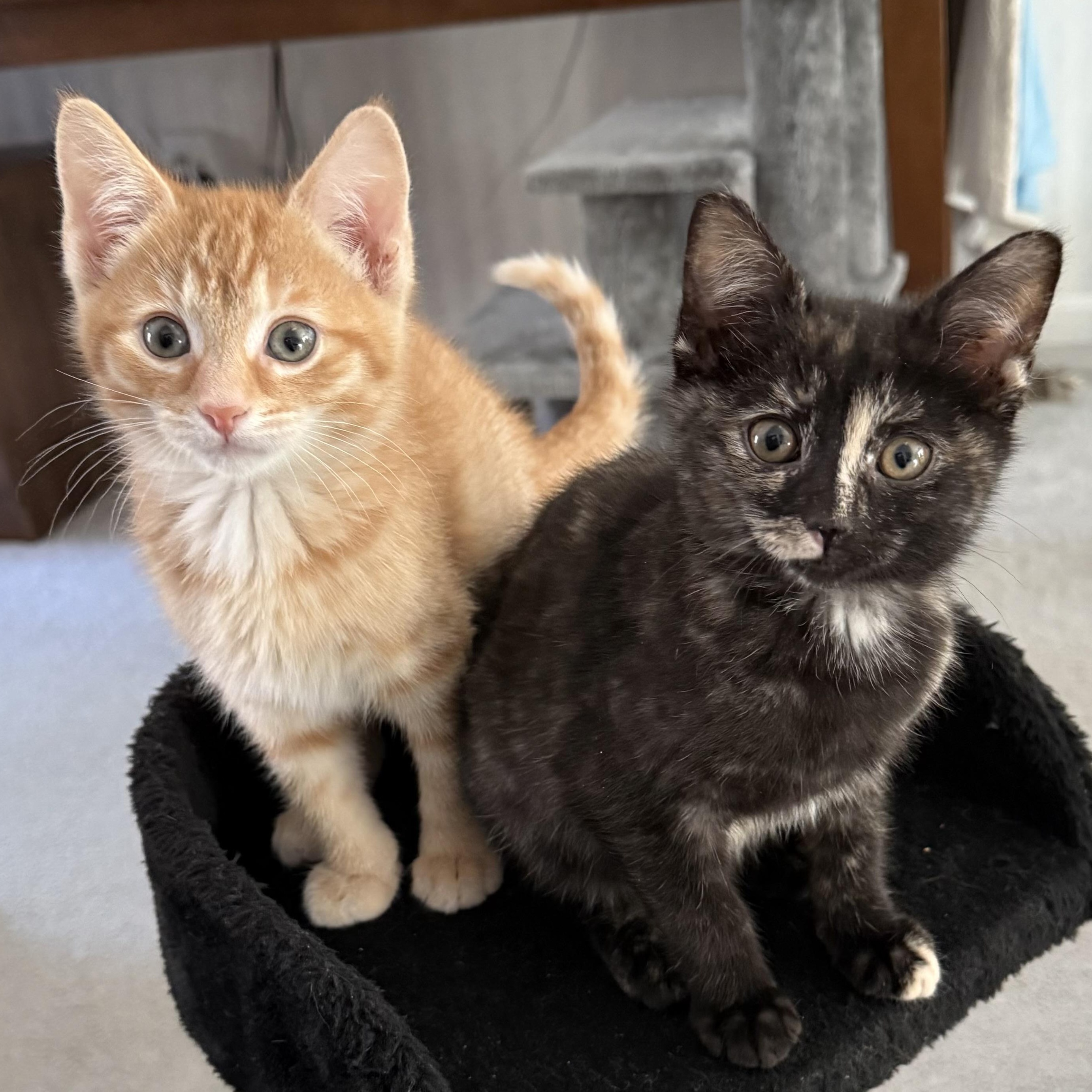 Enlarge Niles & Roz (BONDED PAIR), a Adoptable Domestic Short Hair in Brentwood, NH image 1/1