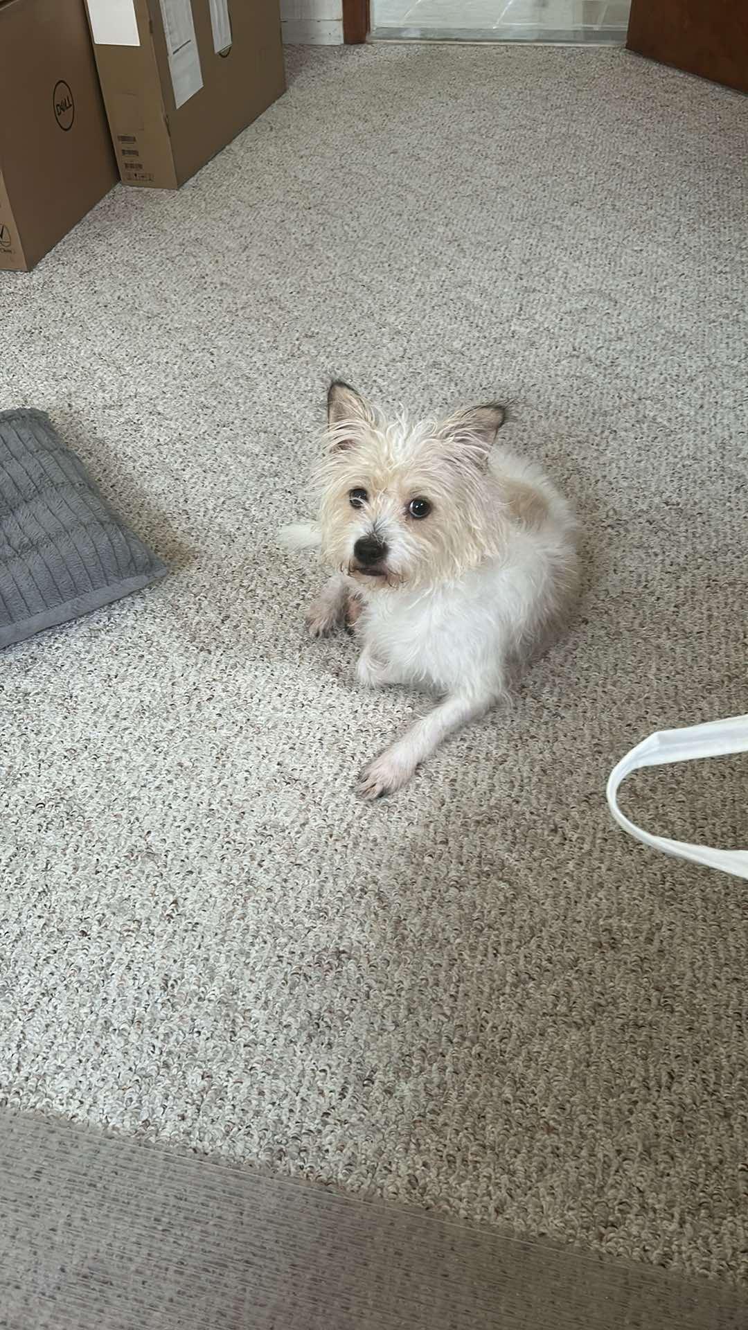 King, a Adoptable Fox Terrier in Waldorf, MD image 2/6