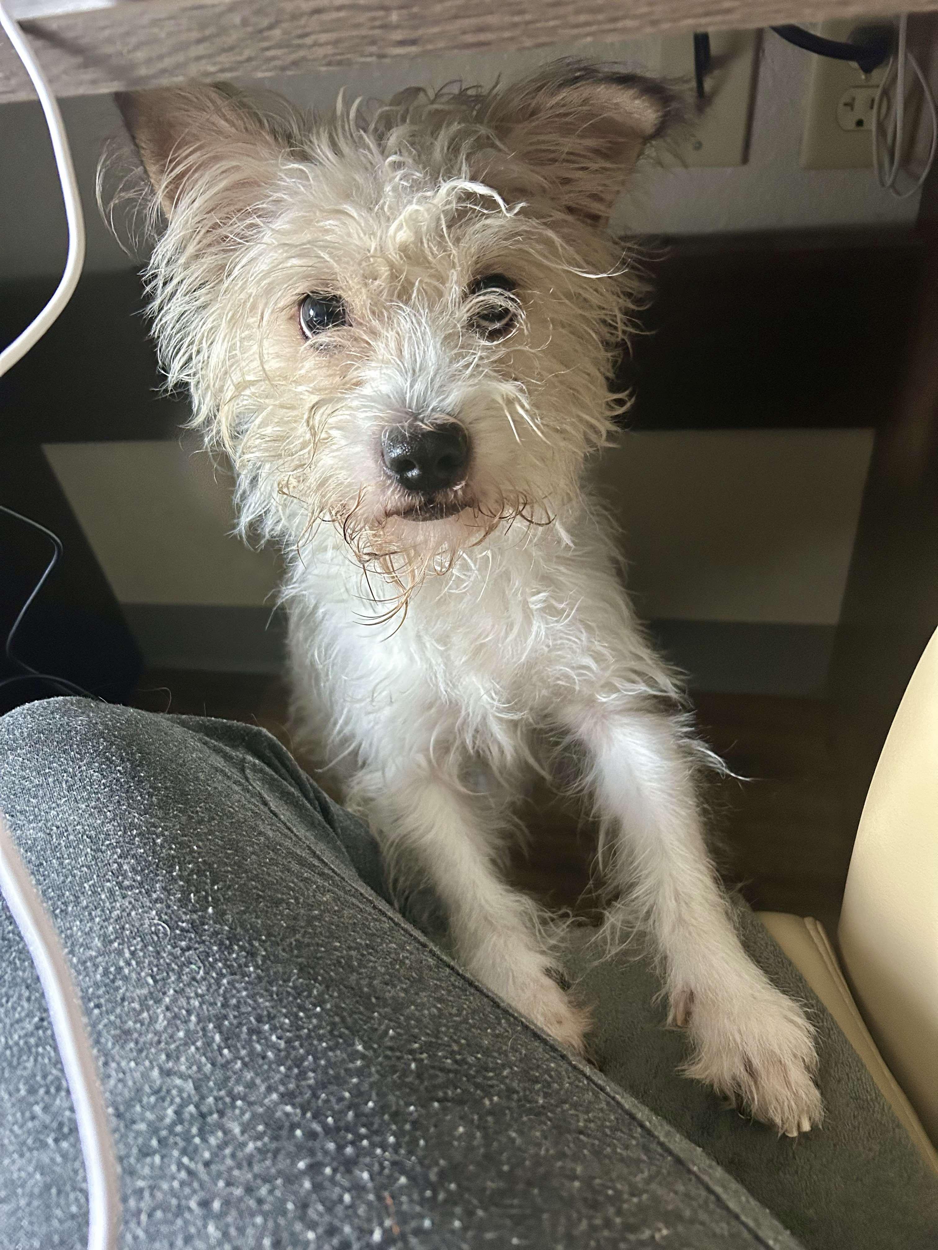 King, a Adoptable Fox Terrier in Waldorf, MD image 1/6