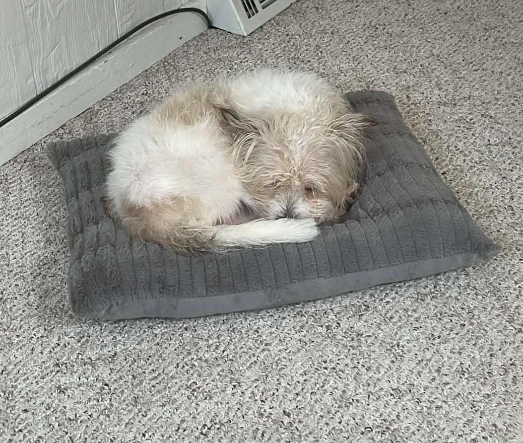 King, a Adoptable Fox Terrier in Waldorf, MD image 5/6